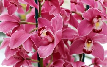 макро, розовый, орхидея