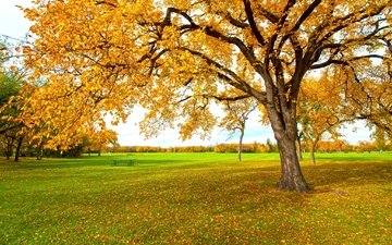 дерево, желтый, листья, осень