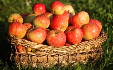 трава, фрукты, яблоки, корзина, плоды