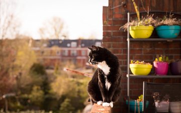 кот, взгляд, сидит, балкон