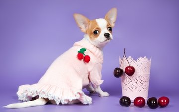 платье, мордочка, взгляд, собака, ягоды, вишня, чихуахуа