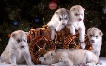 новый год, елка, хаски, щенки, повозка, собаки, пять, сибирский хаски