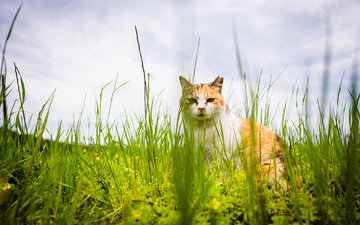 трава, кот, лето, кошка, взгляд