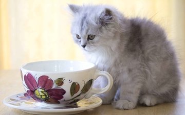 кошка, котенок, пушистый, чашка