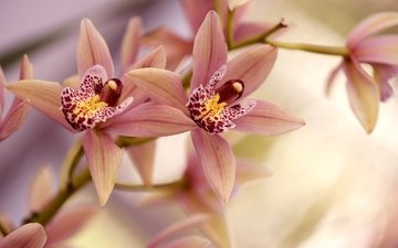 ветка, лепестки, орхидея