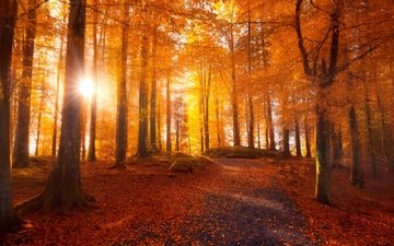 свет, дорога, деревья, солнце, лес, листья, парк, лучи солнца, осень, листопад