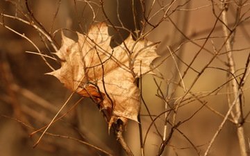 природа, дерево, ветки, осень, лист
