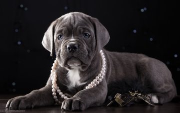 щенок, ожерелье, красавец, кане-корсо