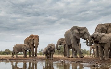 природа, африка, слоны, хобот, бивни