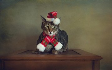 новый год, стиль, портрет, кот, ретро, кошка, обработка, стол, праздник, рождество, шапочка, санта клаус, колпак, шарфик, костюм санты