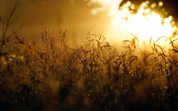 трава, ночь, природа, туман, роса, капли, колоски, солнечный свет