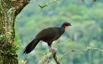птица, бразилия, бронзовая пенелопа, кракс, древесная курица, itatiaia national park