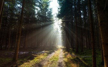 дорога, деревья, лес, солнечный свет