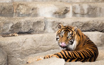 тигр, кошка, взгляд, язык, суматранский