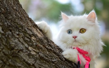 дерево, мордочка, кошка, взгляд, котенок, белый
