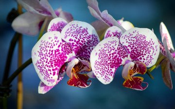 экзотика, орхидеи, соцветие