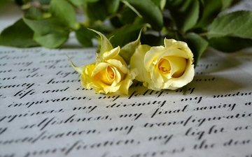 стиль, макро, розы, письмо, дуэт, жёлтые розы