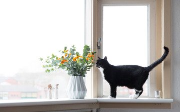 цветы, кот, окно