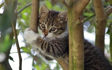 ветки, кошка, котенок, на дереве