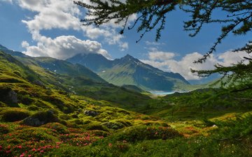 цветы, трава, облака, озеро, горы, франция, альпы, солнечно, lanslebourg mont cenis