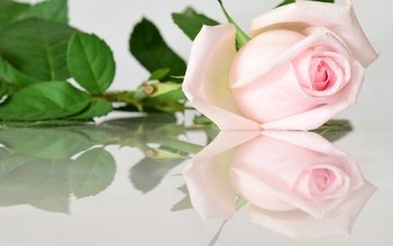 отражение, роза, бутон, розовый