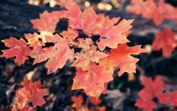 листья, осень, клен, кленовый лист, осенние листья