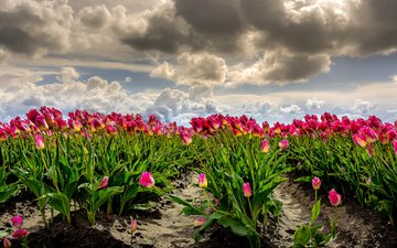 небо, облака, поле, тюльпаны, ветер, фотошоп, много, нидерланды