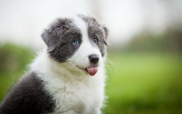 трава, портрет, поле, белый, собака, серый, луг, щенок, голубые глаза, язык, аусси