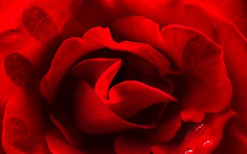 капли, роза, красная, краcный, отпечатки пальцев