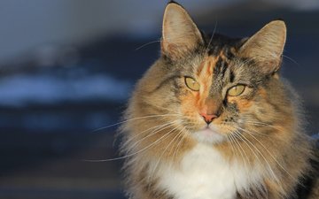 портрет, кот, мордочка, усы, кошка, взгляд, норвежская лесная кошка