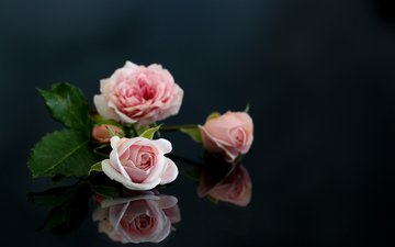 цветы, отражение, розы, розовые