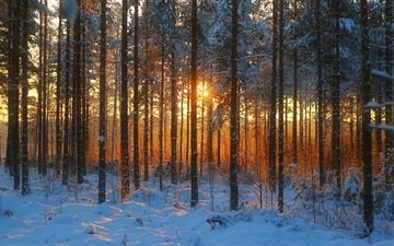 деревья, солнце, снег, природа, лес, зима