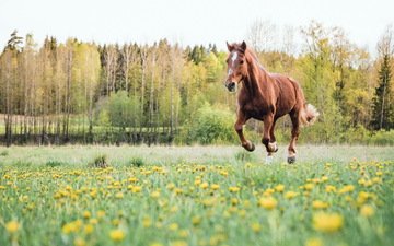 цветы, лошадь, деревья, поле, лето, конь