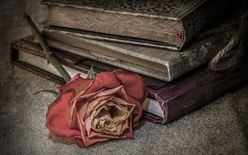 фон, роза, книги