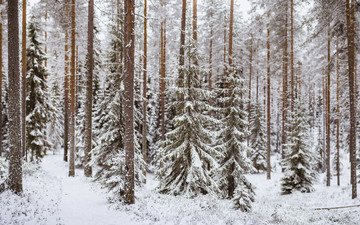 деревья, снег, лес, зима, стволы, тропинка, хвойный лес