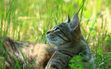 трава, кошка, взгляд