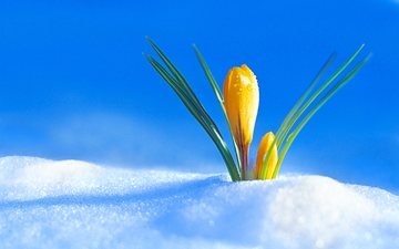 снег, цветок, бутон, весна, крокус