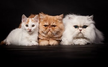 котенок, рыжая, кошки, белая, компания, троица, фотомордели, персы, персидские