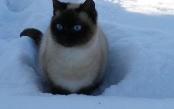 снег, зима, кошка, голубые глаза