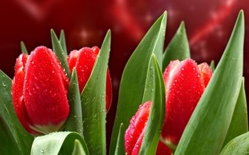 цветы, капли, красные, весна, тюльпаны