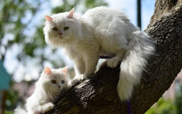 дерево, кошка, котенок, кошки