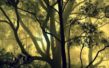 деревья, лес, туман, индия, карнатака