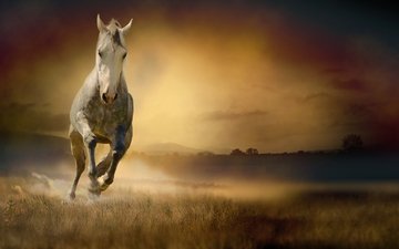 лошадь, трава, поле, конь, бег, белая