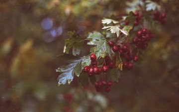 ветка, листья, красные, ягоды