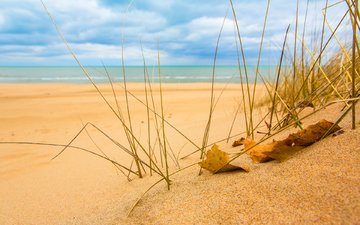 трава, природа, макро, море, песок, пляж, лист, песка, sunshine