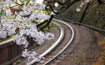 цветы, железная дорога, дерево, макро, ветки, япония, размытость, сакура