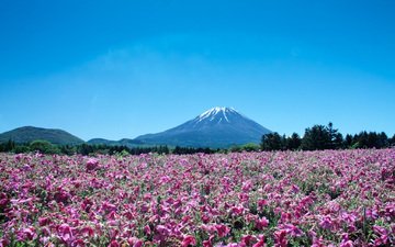 цветы, пейзаж, гора, япония, вулкан, фуджи