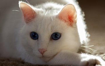 кот, усы, кошка, белая кошка