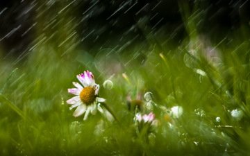 цветы, трава, природа, дождь, ромашки