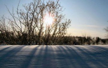 солнце, снег, природа, зима, утро, кусты